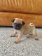 Pug Puppies for sale in Greenville, MS, USA. price: $300