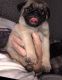 Pug Puppies for sale in Round Rock, TX 78664, USA. price: NA