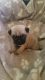 Pug Puppies for sale in Kentucky Dam, Gilbertsville, KY 42044, USA. price: NA