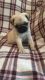 Pug Puppies for sale in Spartanburg School District 03, SC, USA. price: NA
