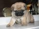 Pug Puppies for sale in Spartanburg School District 03, SC, USA. price: NA