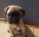 Pug Puppies for sale in New York, NY 10018, USA. price: NA
