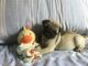 Pug Puppies for sale in Mississauga, ON, Canada. price: NA