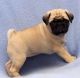 Pug Puppies for sale in TX-121, Blue Ridge, TX 75424, USA. price: NA