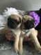 Pug Puppies for sale in Aripeka, FL 34679, USA. price: NA