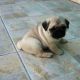Pug Puppies for sale in Staunton, VA 24401, USA. price: $450