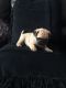 Pug Puppies for sale in Marietta, GA, USA. price: NA