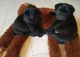 Pug Puppies for sale in Brooklyn, MS 39425, USA. price: NA