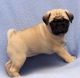 Pug Puppies for sale in Austin St, Queens, NY, USA. price: NA