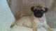 Pug Puppies for sale in Philadelphia, PA 19153, USA. price: NA