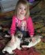 Pug Puppies for sale in Dothan, AL 36301, USA. price: $500
