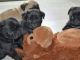 Pug Puppies for sale in FL-436, Casselberry, FL, USA. price: $300