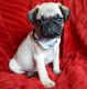 Pug Puppies for sale in Durham, NC, USA. price: NA