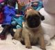 Pug Puppies for sale in Branford, FL 32008, USA. price: $300