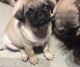 Pug Puppies for sale in NJ-38, Cherry Hill, NJ 08002, USA. price: NA