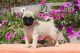 Pug Puppies for sale in Pasadena, CA 91105, USA. price: NA