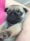 Pug Puppies for sale in Belle Vernon, PA 15012, USA. price: NA