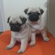 Pug Puppies for sale in Philadelphia, PA 19153, USA. price: NA