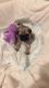 Pug Puppies for sale in Chicago Lake, Division No. 23, Unorganized, MB, Canada. price: NA