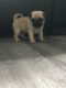 Pug Puppies for sale in West Springfield, MA, USA. price: $500