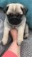Pug Puppies for sale in Paris, TX 75461, USA. price: NA