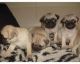 Pug Puppies for sale in Marysville, WA, USA. price: $220