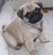Pug Puppies for sale in Marysville, WA, USA. price: $450