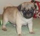 Pug Puppies for sale in Marysville, WA, USA. price: NA