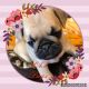 Pug Puppies for sale in Crestwood, KY 40014, USA. price: NA
