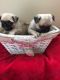 Pug Puppies for sale in White Hall, AR 71602, USA. price: NA