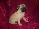 Pug Puppies for sale in Oregon City, OR 97045, USA. price: NA
