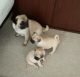 Pug Puppies for sale in Maryland City, MD, USA. price: NA
