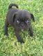Pug Puppies for sale in Basking Ridge, NJ 07920, USA. price: NA