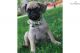 Pug Puppies for sale in Cincinnati, OH, USA. price: $400