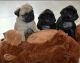 Pug Puppies for sale in Anderson, IN, USA. price: NA