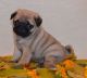 Pug Puppies for sale in Huntington, WV 25776, USA. price: NA