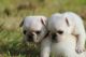 Pug Puppies for sale in Catoosa, OK, USA. price: NA