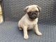 Pug Puppies for sale in FL-436, Casselberry, FL, USA. price: $300