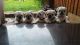 Pug Puppies for sale in PA-18, Albion, PA, USA. price: NA