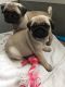 Pug Puppies for sale in Palm Springs, CA 92262, USA. price: NA