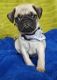 Pug Puppies for sale in Land O' Lakes, FL, USA. price: NA