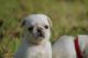 Pug Puppies for sale in Lake Cormorant, Mississippi 38641, USA. price: NA