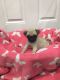 Pug Puppies for sale in Howard Ave, Biloxi, MS 39530, USA. price: NA