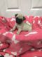 Pug Puppies for sale in Howard Ave, Biloxi, MS 39530, USA. price: NA