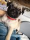 Pug Puppies for sale in 200 N Spring St, Los Angeles, CA 90012, USA. price: NA