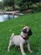 Pug Puppies for sale in San Mateo County, CA, USA. price: NA