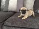 Pug Puppies for sale in Columbia Ave, Franklin, TN 37064, USA. price: NA