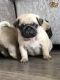 Pug Puppies for sale in Lewis Center, OH, USA. price: $350