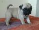 Pug Puppies for sale in Abilene, Houston, TX 77020, USA. price: NA