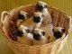 Pug Puppies for sale in Bloomfield Ave, Bloomfield, CT 06002, USA. price: NA